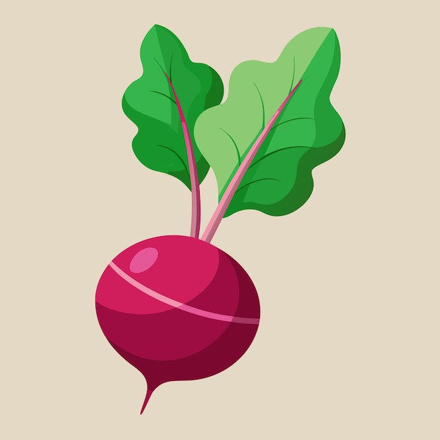 Vector beetroot health benefits and delicious ways to enjoy it