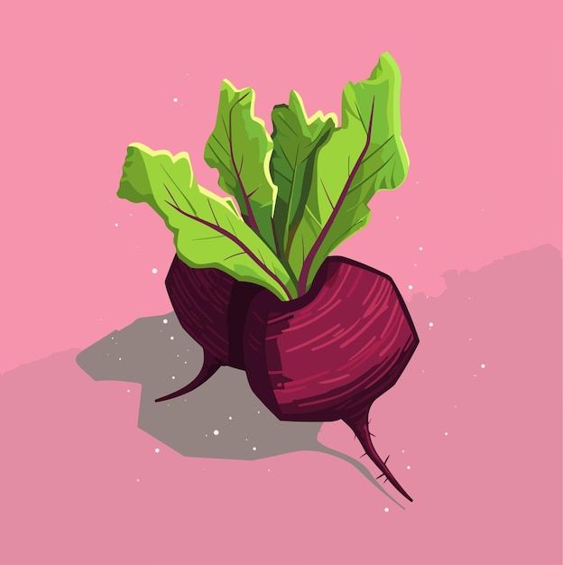 Beetroot vector illustration with green leaves on neutral background Vector food illustration