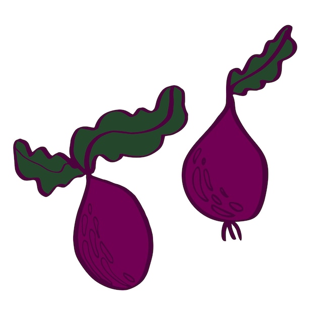 Beetroot vector isolated illustration sketch