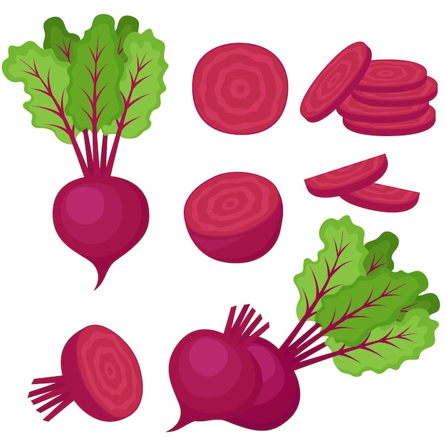 Beetroot, whole vegetable, half and slices, vector illustration