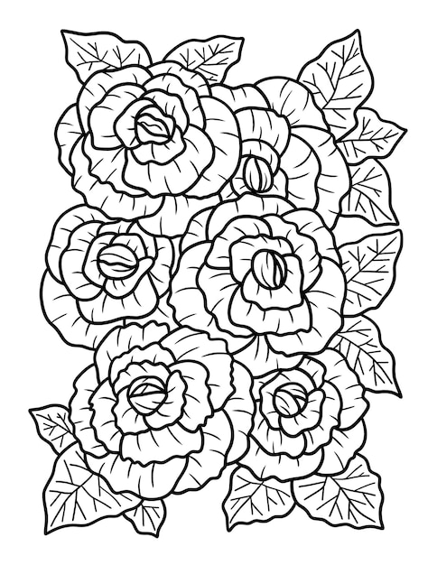 Begonia Flower Coloring Page for Adults