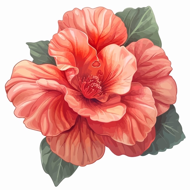 Begonia flowers