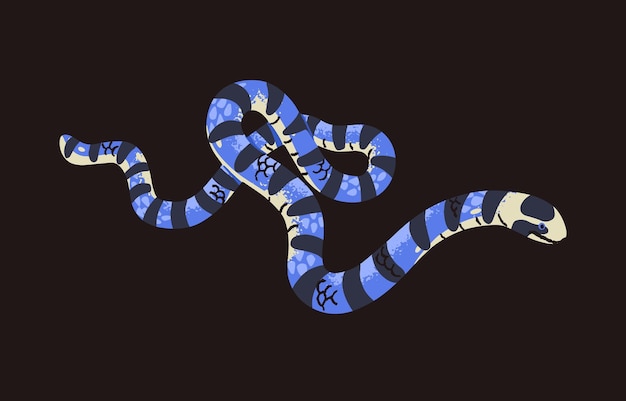 Belcher sea snake Malayan blue krait Deadly exotic venomous serpent with striped scale Dangerous wild poisonous reptile Asia Indonesia cold blooded fauna Flat isolated vector illustration