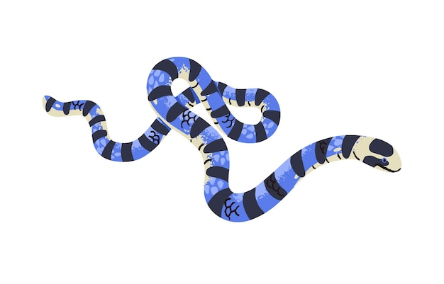 Belcher sea snake Malayan blue krait The most venomous serpent Exotic poisonous reptile with striped scale Dangerous fauna of Asia Indonesia Flat isolated vector illustration on white background