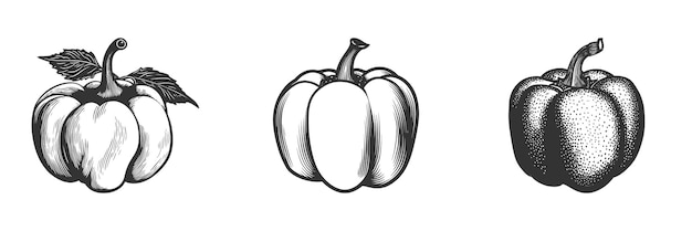 Bell pepper icon Vector illustration