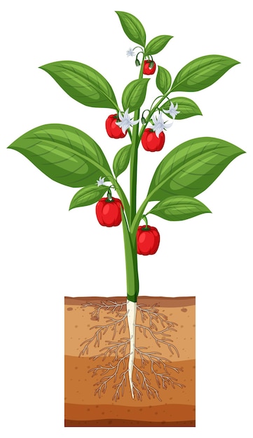 Bell pepper plant showing root