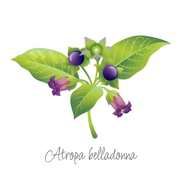 Belladonna plant on a white background Vector drawing Leaves stem flowers belladonna berries