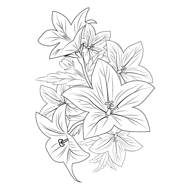 bellflower bouquet line art,  zen tangle coloring books isolated on white background