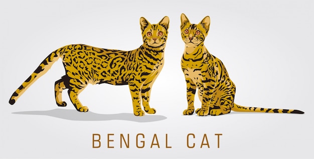 Vector bengal cat vector illustration