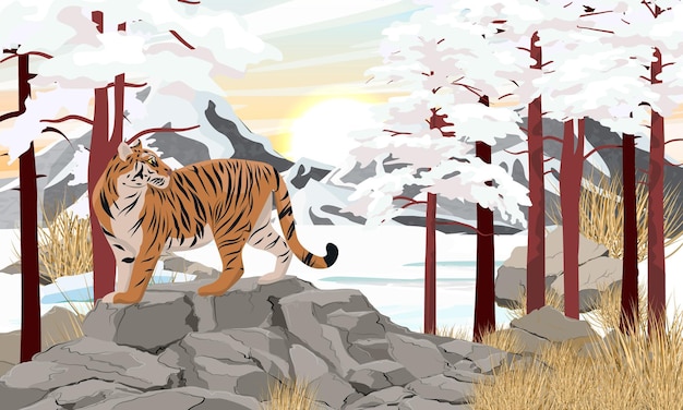 Bengal tiger stands in Mountain valley in winter Large stones dry grass and tall pine trees