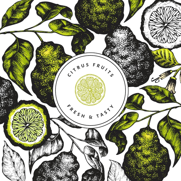 Bergamot branch design template. Kaffir lime frame. Hand drawn vector fruit illustration. Vintage citrus background.