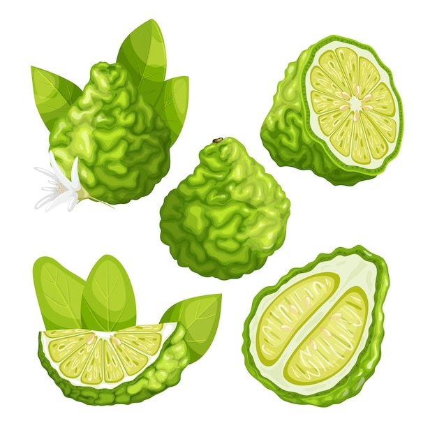 Bergamot fruit kaffir citrus set cartoon vector illustration