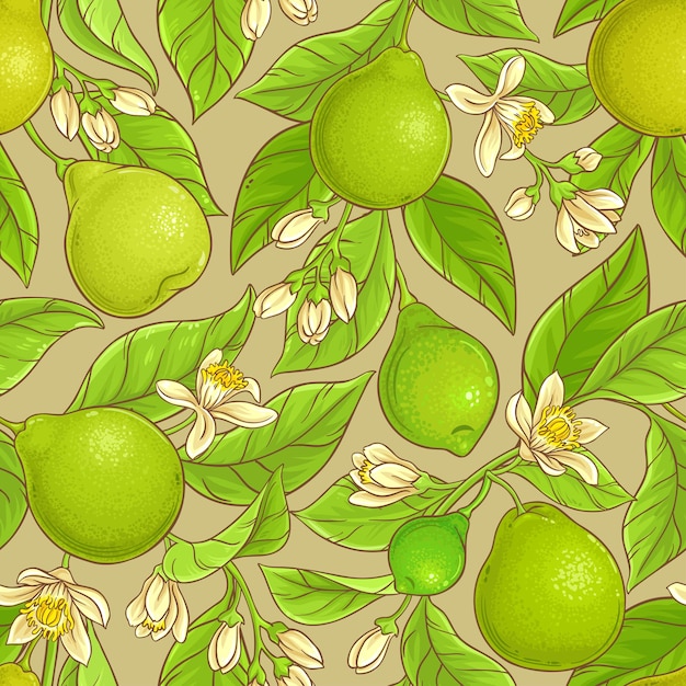 Bergamot vector pattern