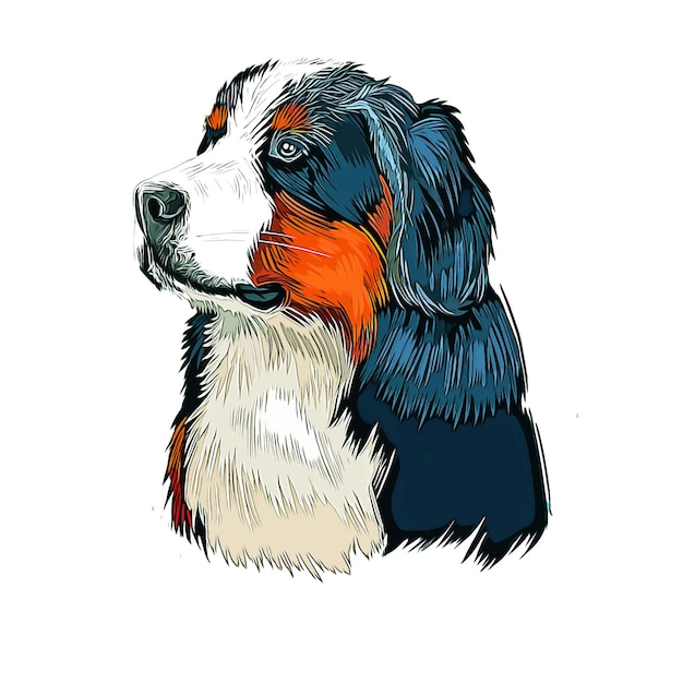 Bernese Mountain Dog Breed Watercolor Sketch Hand Drawn Paint Illustration