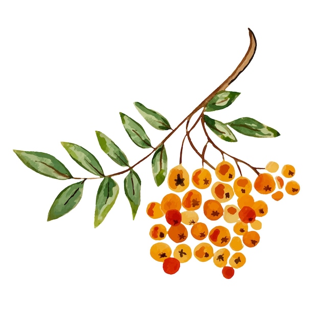 Berries on a branch Rowan Watercolor Vector illustration