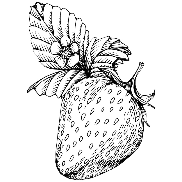 Berries by hand drawing. Strawberry