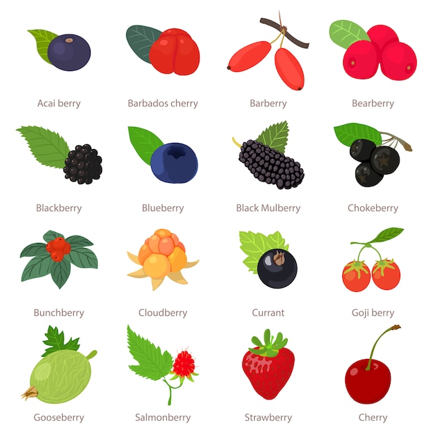 Berries icons set. Cartoon illustration of 16 berries vector icons for web