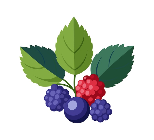 Vector berries with leaf vector illustration