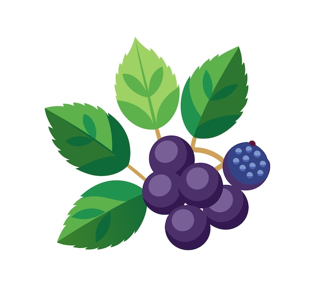 Vector berries with leaf vector illustration