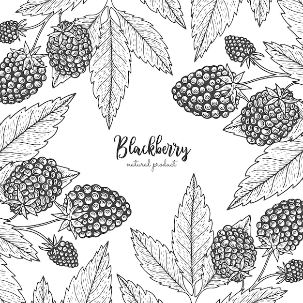 Berry engraving illustration with blackberry. Detailed frame with barberries.