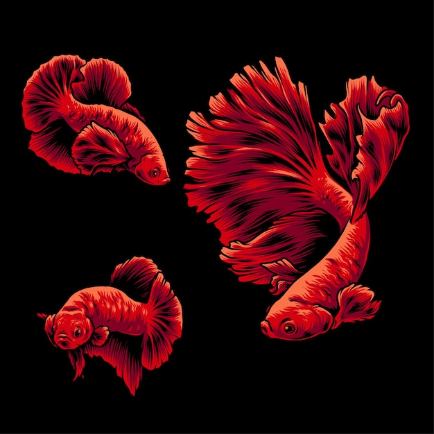 Bettafish illustration