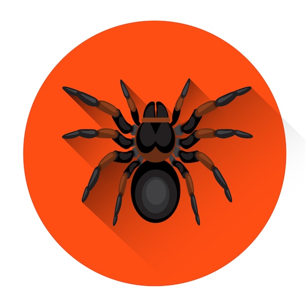 Big Black Spider Scary Insect Halloween Holiday Icon