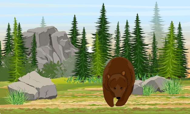 Big brown bear in the meadow Spruce forest stones and mountains grass