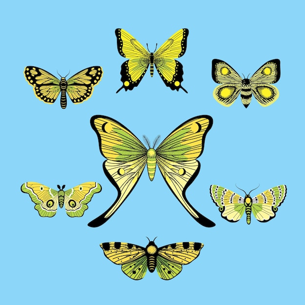 Big collection butterfly of colorful icon set Vector illustration