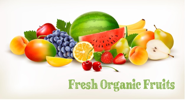 Big collection of different fresh fruit. Vector.