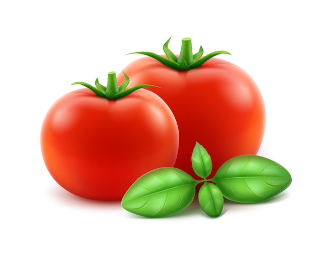 Big Ripe Red Fresh Whole Tomatoes with Basil Close up Isolated on White Background