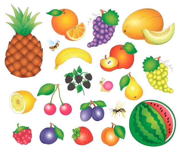 Big set of fruit. vector image