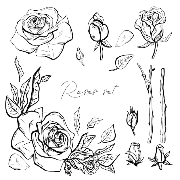 Big set of rose flowers, buds, leaves and stems. Decorative vector elements for design