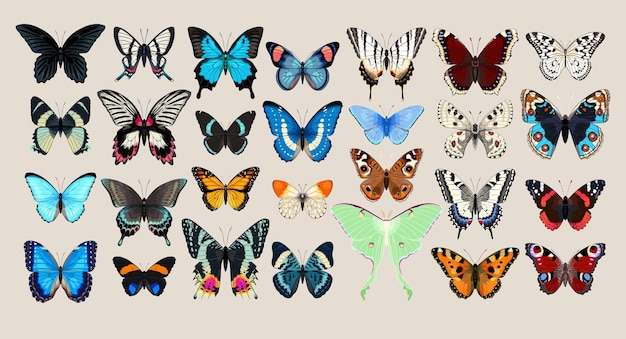 Big vector set of butterflies