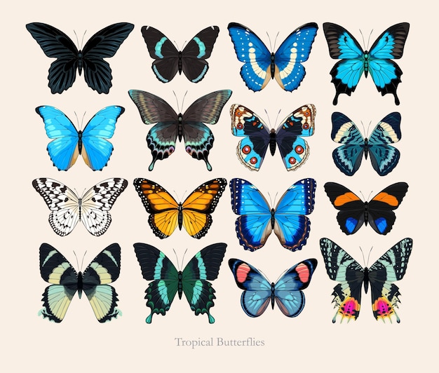 Big vector set of high detailed butterlies