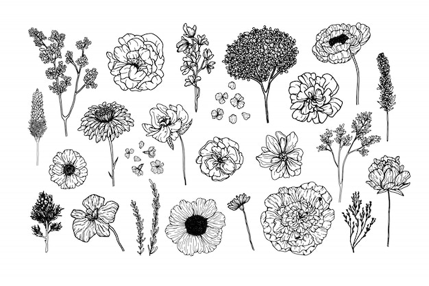 Big vector set with botanical elements in hand drawn style