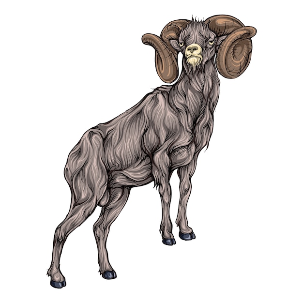 Bighorn sheep