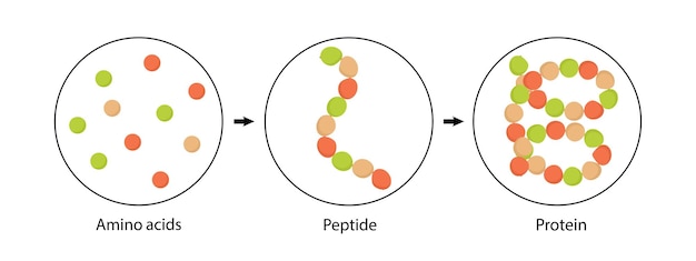 Biochemical structure of amino acids peptides and proteins vector illustration