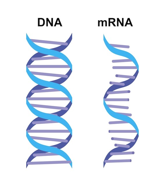 Vector biomarkers dna mrna proteins image structural chemical formula and molecule model design set