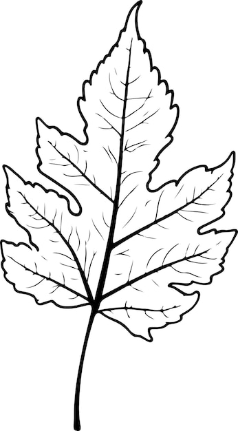 Vector birch leaf vector illustration black color silhouette