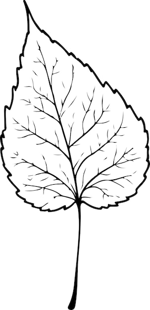 Vector birch leaf vector illustration black color silhouette