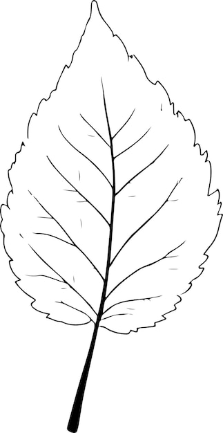 Vector birch leaf vector illustration black color silhouette