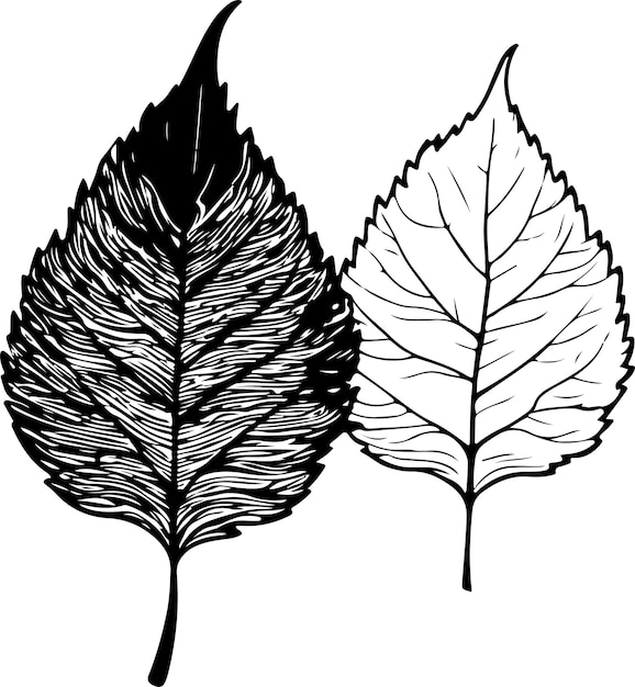 Vector birch leaf vector illustration black color silhouette