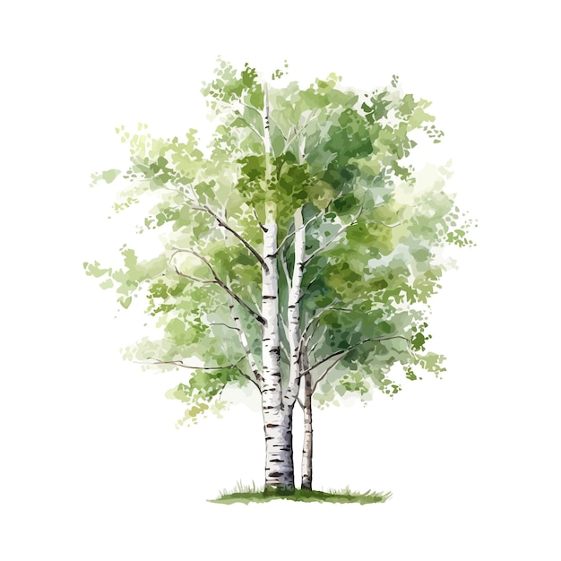 Birch tree watercolor Vector illustration design