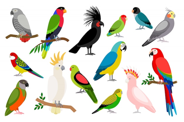 Bird collection