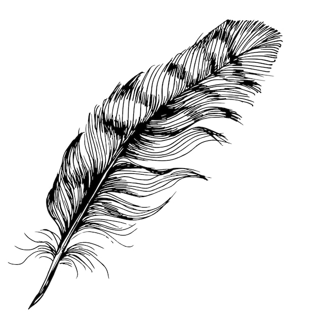 Bird feather from wing isolated.  