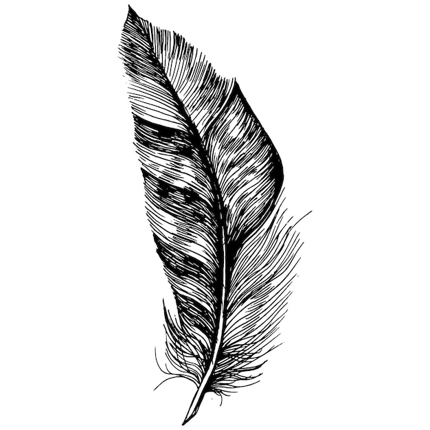 Bird feather from wing isolated.  