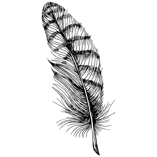 Bird feather from wing isolated.  