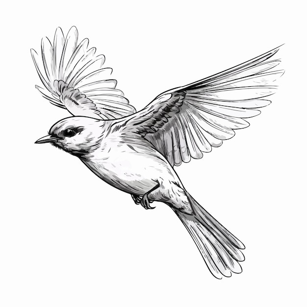 Vector bird flying sketch illustration cartoon vector