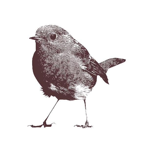 bird Hand drawn sketch vector illustration