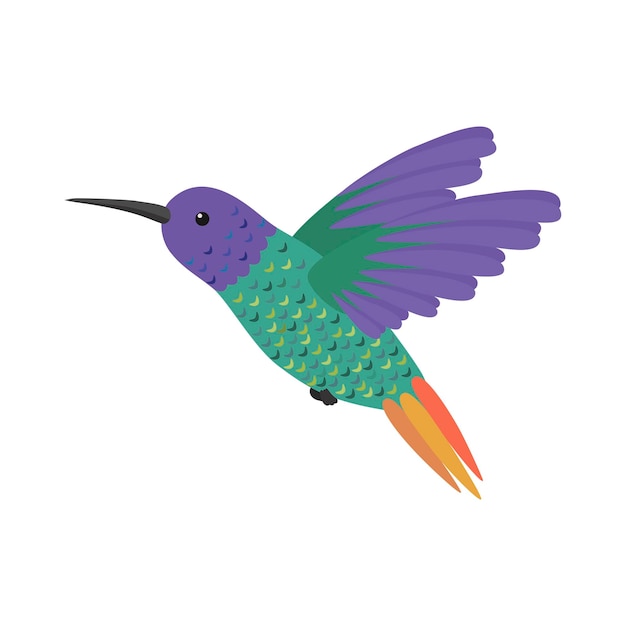 Bird hummingbird